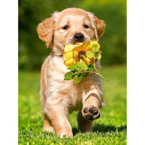 GLymg DIY Embroidery 5d Diamond Embroidery Rhinestones Embroidery Diamond Cute Labrador Pup Diamond Art Wall Arts Decor