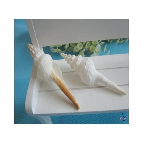 Natural Conch Shell White Proboscis Conch Home Decoration