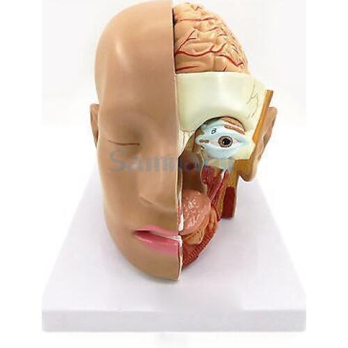 4 Part Human Head Skull Brain Anatomy Anatomical Oral Nasopharyngeal Model Medical Science Lab School