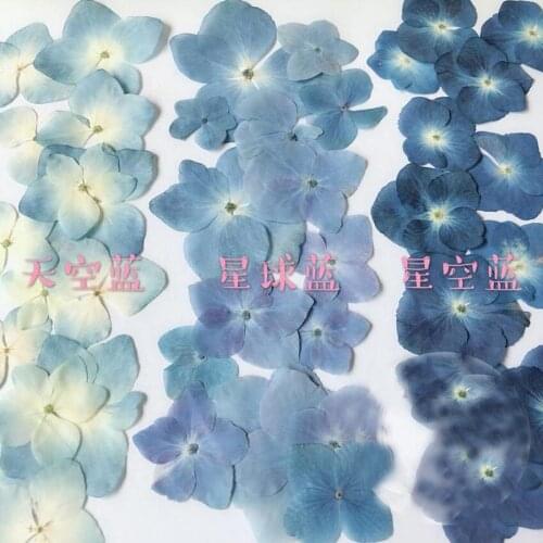 30pcs Pressed Blue Series Dried Hydrangea Macrophylla Flower Plants Herbarium For Jewelry Phone Case Bookmark Making DIY