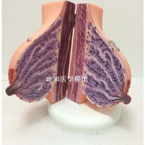 Pregnant women breast anatomical model prolactin division training model