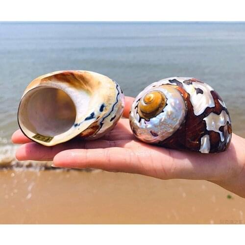 1pc 8-9cm Natural South African Snail Pearly Big Screw Conch Shells Coral Collectible Mediterranean Aquarium Ornaments Sea Shell