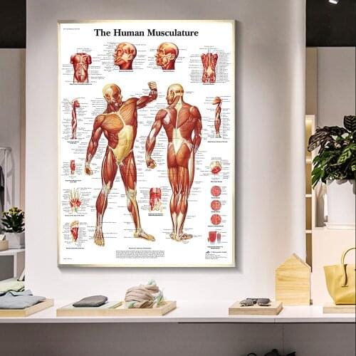 Wall Art Poster Human Musculature HD Prints Modular Anatomy Pictures Canvas Medical Education Painting Home Decor For Bedroom