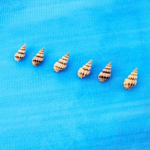 HappyKiss 50pcs/lot Natural conch shell pine nuts screw fish tank yangtz photography props 3-4cm