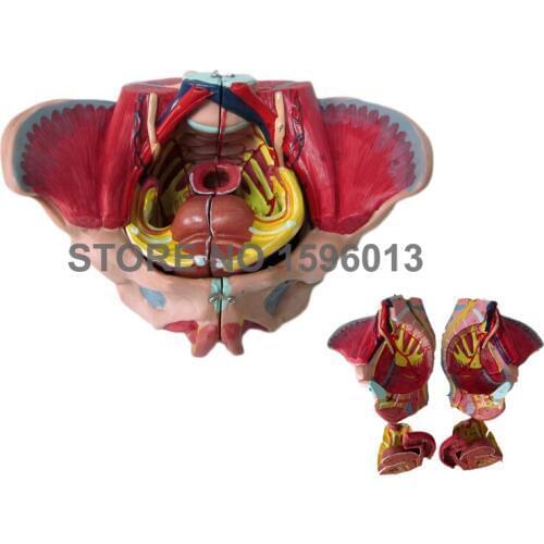 Female pelvis with genital organs and nerves,Gynecological examination, Female Pelvis anatomy model