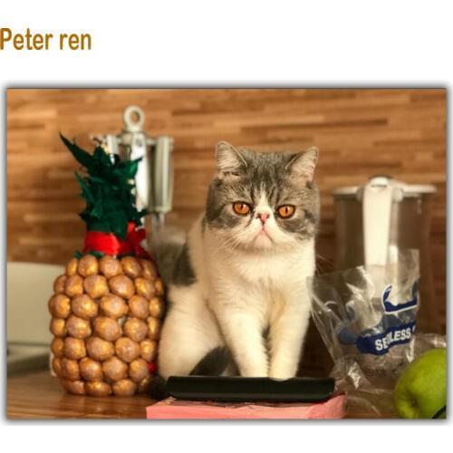 Diy Diamond painting cross stitch animal cat 5 Square\Round Diamond mosaic Rhinestone Full Diamond embroidery Kitten pineapple