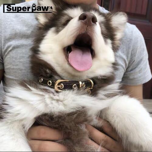 Pet Fashion Leather Collar Leash Set for Small Medium Large Dogs Puppies Outdoor Pet Dog Cat Cats Leading Accessories AML06