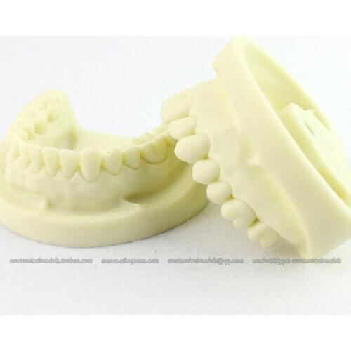 12564 / Stand dental model, 28teeth , Dental - ENOVOMODEL/CMAM