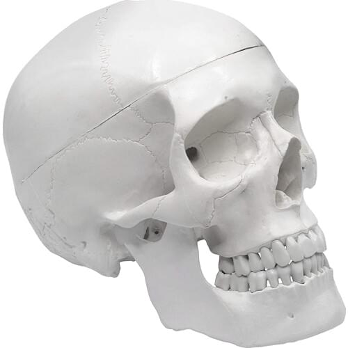 Human Adult Skull Anatomical Model Life Sized 3 Part Removable Skull Cap Includes Full Set of Teeth 21x15x19cm