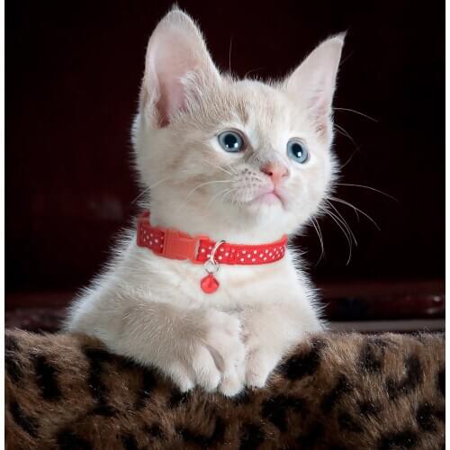 EXCELLENT ELITE SPANKER Pet Cat Collars Cute Bells Cat Collars Small Pet Collar Polka Dot Collars Pets Supplies