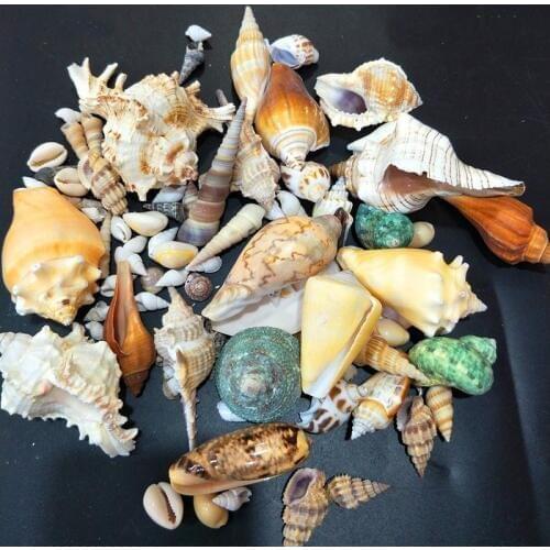 Natural conch shells small starfish fish tank accessories seashell mixed landscaping