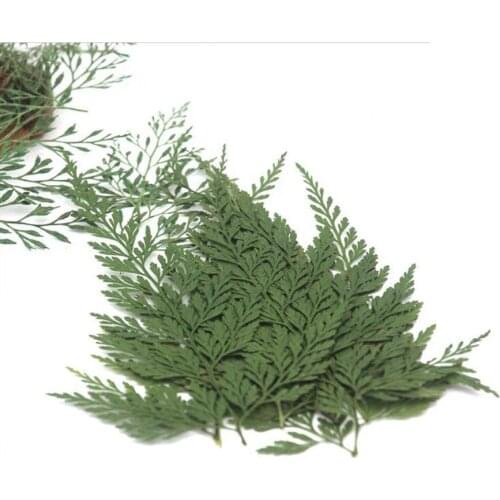 12pcs Pressed Dried 5-8cm Stenoloma Chusanum Leaves Flower Plant Herbarium For Jewelry Postcard Invitation Card Phone Case DIY