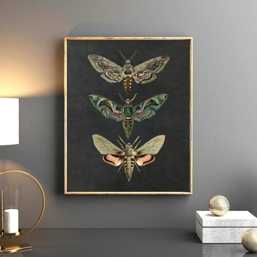Moth Nature Insect Prints Vintage Posters Animal Educational Canvas Painting Wall Art Pictures For Kids Room Home Decor