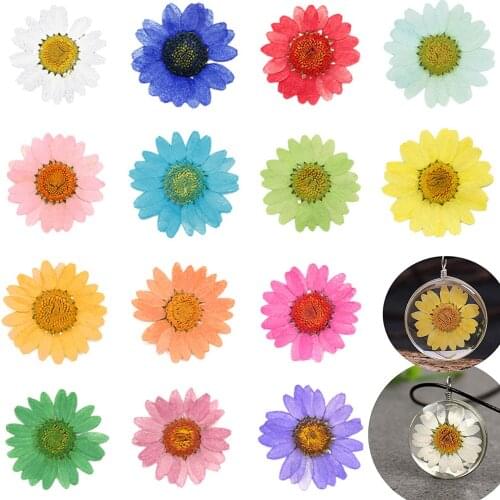 12 Pcs 2-3cm Pressed Press Dried Daisy Dry Flower For Epoxy Resin Pendant Necklace Jewelry Making Craft DIY Accessories