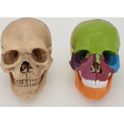 Detachable 15 Part 1/2 Life Sized Human Skull Model Assembly Puzzle Skull Color Skull Dental Art Toy