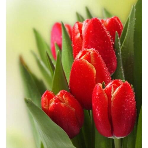 Diy Diamond Painting Netherlands red tulip flower 5d Square Diamond Mosaic Cross Stitch Kit Paint Full Dill Embroidery AS592