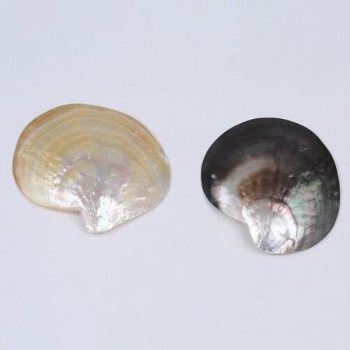 Wholesale Polished Natural 10*12cm Sea shell for carving and decoration