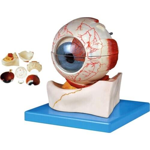Eyeball structure model 3D Anatomical Eye Model