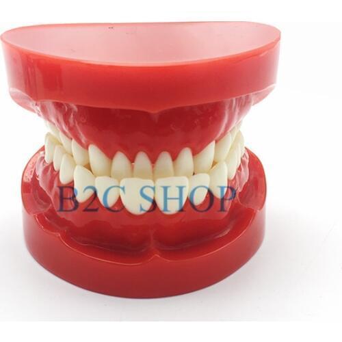 Dental Prosthesis Teeth Model Jaw Standard Typodont Demonstration Denture Teaching Model Dental Simulator Technician Tools