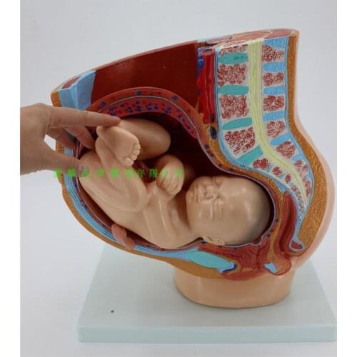 Midwifery teaching model embryo development pregnancy 9 months female pelvic with nine months fetal model