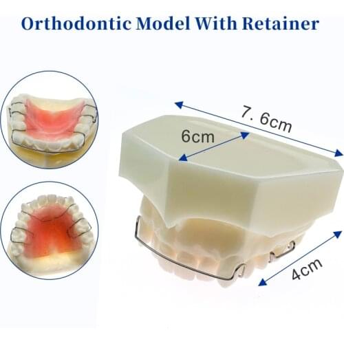 Dental Teeth Study Teach Model Hawley Retainer Model Dental Material 3007 01 Teeth Model
