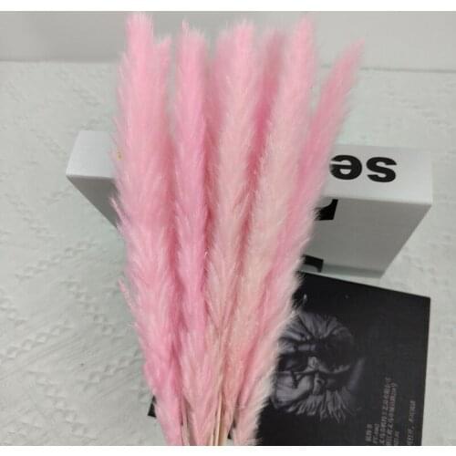 15PCS Natural Dried Pampas Grass Reed Flower Bunch Wedding Bouquet Decors Home Living Room Decoration can CSV