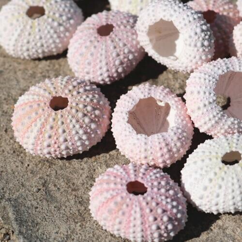 3-5cm Natural Small Pink white Sea Urchin Shell crafts Natural Shell Conch Beach Wedding Decoration Coastal Home Decoration