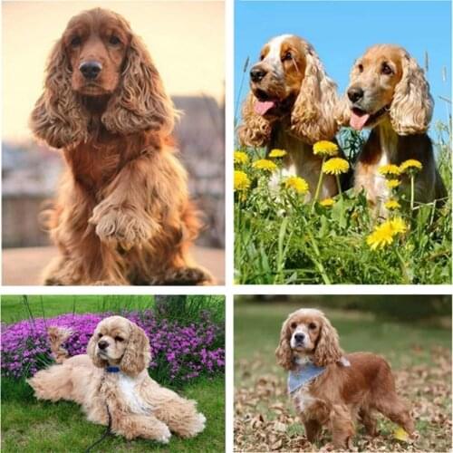 Diy Diamond Painting British cocker spaniel Full Square round Diamond Mosaic pet dog 5D Diy Diamond Embroidery Rhinestone
