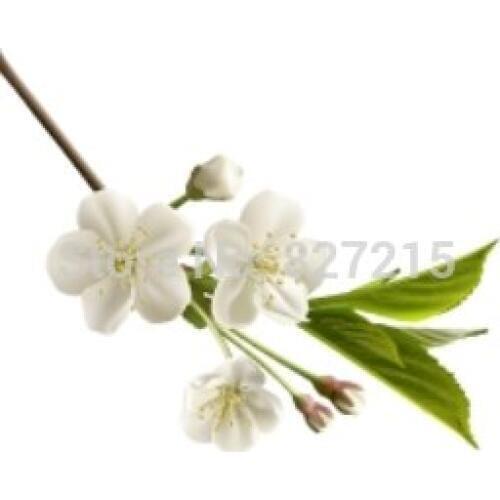 F-011 Print Stretched Ceiling Films/ White Flower with Green Leaves/Plafond tendu/ Gergi Tavan