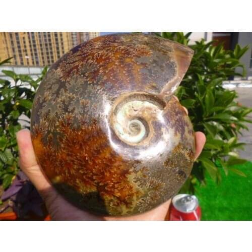 1590g(3.4 lb) Jade Chrysanthemum Ammonite Shell Fossil Madagascar