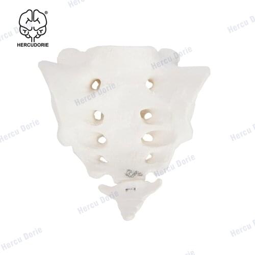 Scientific Human Sacrum Bone Model | Cast from a Real Human Sacrum Bone Specimen | Coccyx Has Natural Mobilty | Includes Product