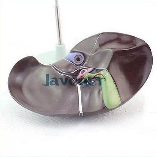 Life Size Human Anatomical Liver Anatomy Medical Model Digestive System