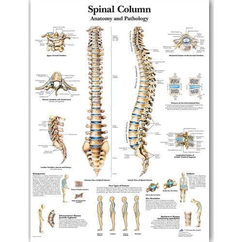 WANGART Spinal Column Char Poster Map Canvas Painting Wall Pictures for Medical Education Doctors Office Classroom Home Decor