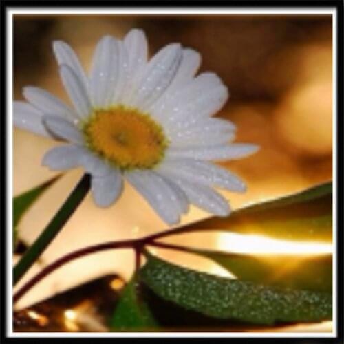 Landscape Flower Color Rose Printed Water-Soluble Canvas 11CT Cross-Stitch DIY Embroidery Full Kit DMC Threads Needle