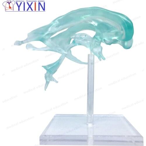 Human anatomical Brain model Lateral ventricle anatomy educational equipment Medical Science Organ Teaching Model