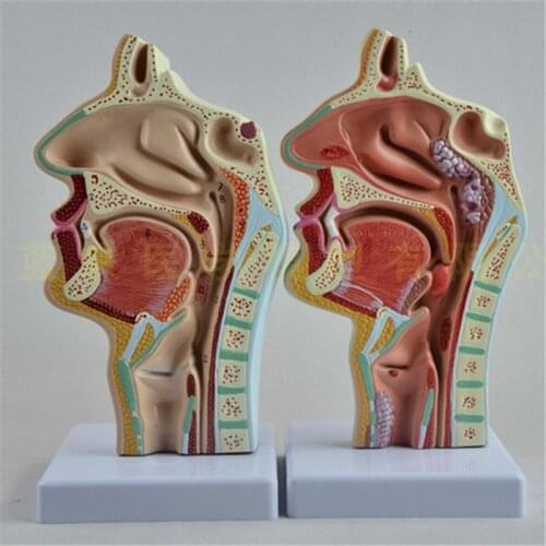 Human Anatomical Nasal Cavity Throat Anatomy Teaching Education Specimens Medical Science Teaching Resources