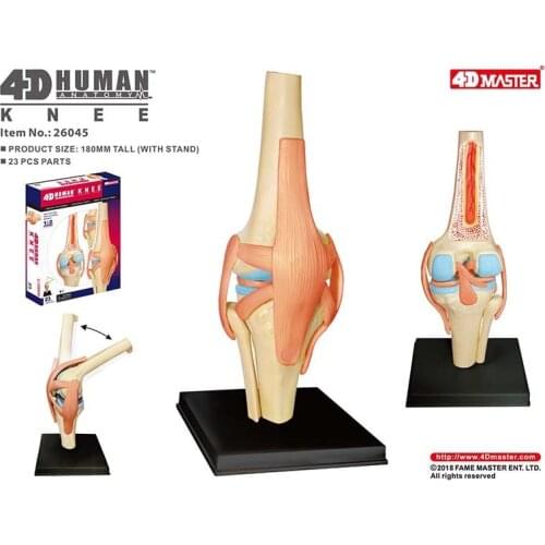 4D Anatomical Model of Human Knee Joint Organs Medical Teaching Puzzle Assembling Toys DIY Science Popularization