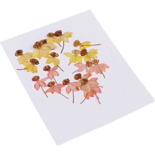 20x Real Pressed Embellishment for Scrapbooking Phone Cover Art