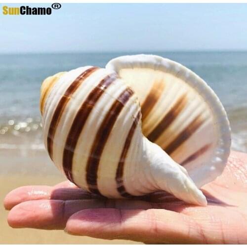 Natural Shell Sea Conch Snail Fish Tank Aquarium Decorations Roll Shellfish Breeding Micro-landscape Succulent Flower Pot Decor