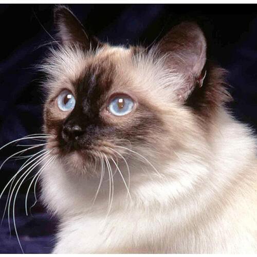 YIKEE Diamond Painting Siamese Cat Diamond Embroidery Full Square Rhinestones Home Decor Diamonds Mosaic k439