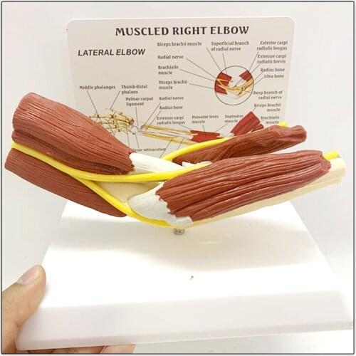 1:1 Life Sized Human Anatomy Muscled Right Arm Elbow Vascular Ligament Skeleton Teaching Model Medical Supplies and Equipment