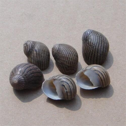 2-3.5cm Watermelon Striped Natural Small Conch Shells Colorful Shells Specimen Collection Water Clusters Box Seashell Decoration