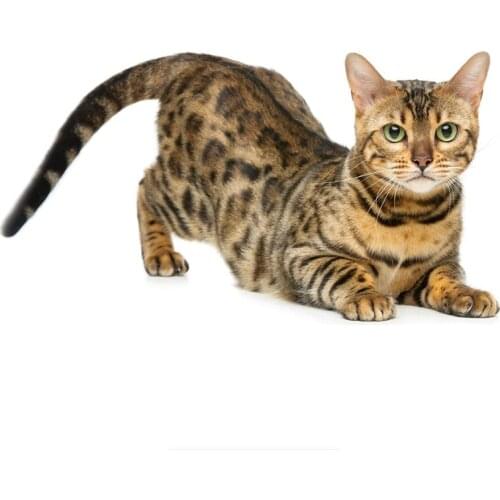 LLY-1323 Fashion Car Sticker Cat Modeling Decal PVC Auto Motorcycle Sunscreen Waterproof Cover Scratches Creativity Decals Decor