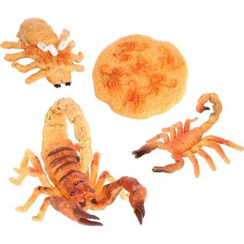 4Pcs Kids Scorpion Life Cycle Toy Learning & Preschool Game Prop Yellow