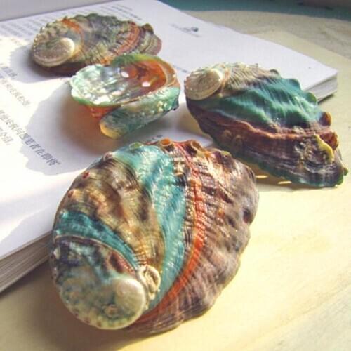 4-5cm Natural Abalone Shell Large Sea Shells Nautical Aquarium Diy Tank Landscape Wedding Dish Soap Decor Home Decor