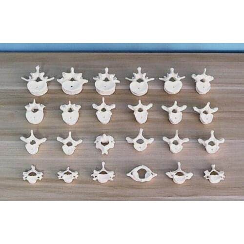 24 section detachable Human spine skeleton model loose bone spine medical orthopedic bone teaching equipment