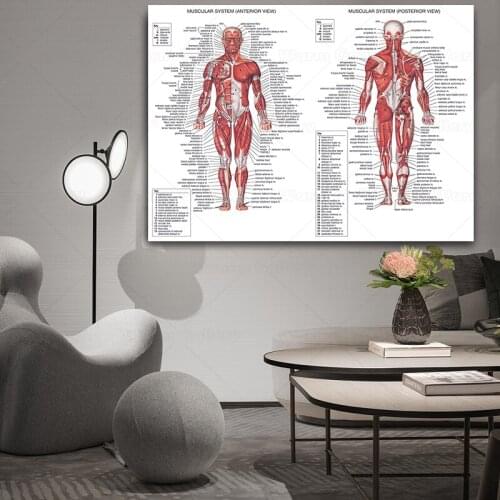 Skeleton Muscular System Anatomical Poster Muscle Anatomy Chart Anatomical Chart Human Body Educational for Human anatomy poster