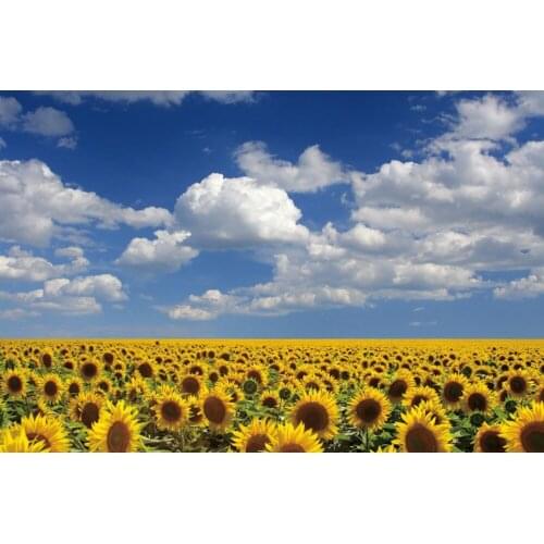 Spring Flower Sunflower Sky Cloud Nature Scenery Photography Backdrop Vinyl Photographic Background For Photo Studio Photophone