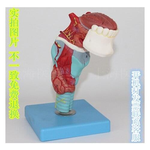 Laryngeal tongue model Laryngeal attachment Tongue tooth Throat anatomical model