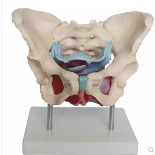 Anatomy Female Pelvis Model With Genitals&Nervus Vascularis 38